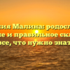 Фамилия Малина: родословная, значение и правильное склонение – все, что нужно знать!