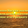 Фамилия Нагула: исследуем происхождение, значимость и склонение этого редкого имени